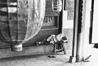 登錄號:KH2006.014.0462藏品圖，第1張