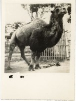 登錄號:KH2006.028.0008藏品圖，第4張