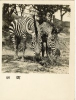 登錄號:KH2006.028.0008藏品圖，第6張