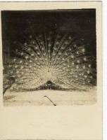 登錄號:KH2006.028.0008藏品圖，第8張