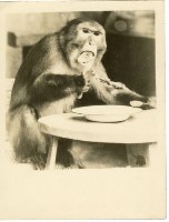 登錄號:KH2006.028.0008藏品圖，第9張