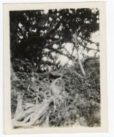 登錄號:KH2006.028.0008藏品圖，第139張