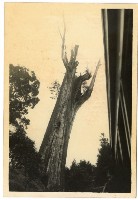 登錄號:KH2006.028.0008藏品圖，第230張