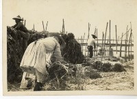 登錄號:KH2006.028.0009藏品圖，第22張