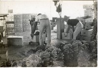 登錄號:KH2006.028.0018藏品圖，第26張