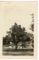 登錄號:KH2006.028.0018藏品圖，第167張