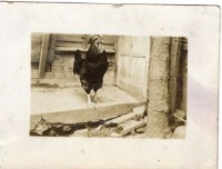 登錄號:KH2006.028.0018藏品圖，第333張