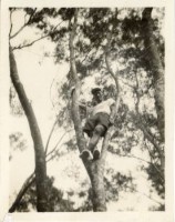 登錄號:KH2006.028.0018藏品圖，第352張