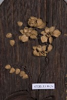 鑲崁蝴蝶蘭橢圓形壁飾藏品圖，第2張