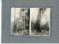 臺灣寫真卡片藏品圖，第51張