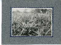 臺灣寫真卡片藏品圖，第73張