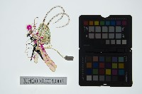 陝西皮影藏品圖，第2張