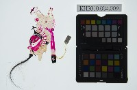 陝西皮影藏品圖，第2張