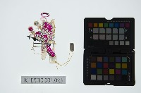 陝西皮影藏品圖，第2張