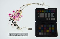 陝西皮影藏品圖，第2張