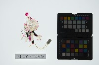 陝西皮影藏品圖，第2張