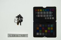 皮影戲偶頭 旦藏品圖，第1張