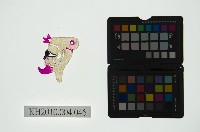 皮影戲偶頭 雜藏品圖，第1張