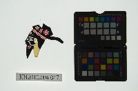 皮影戲偶頭 末藏品圖，第1張