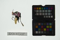 皮影戲偶頭 旦藏品圖，第1張