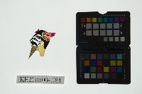 皮影戲偶頭 末藏品圖，第1張