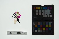 皮影戲偶頭 旦藏品圖，第1張