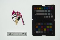 皮影戲偶頭 生藏品圖，第1張