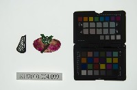 皮影戲偶道具藏品圖，第1張