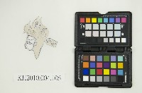 皮影戲偶剪型樣本藏品圖，第7張