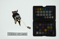 皮影戲偶全身男騎-道長騎青獅藏品圖，第2張