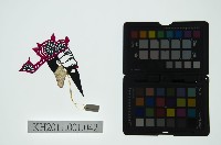 皮影戲偶全身男騎-縣官老爺騎白馬藏品圖，第2張