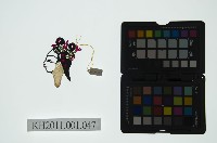 皮影戲偶全身女騎-道姑騎禽鳥藏品圖，第2張