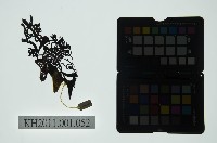 皮影戲偶全身男騎-老將軍騎麒麟藏品圖，第2張