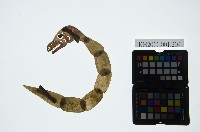 皮影戲動物偶-蛇妖藏品圖，第1張