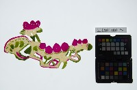 皮影戲道具偶-蓮花藏品圖，第1張