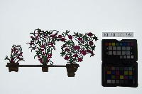 皮影戲道具偶-花台藏品圖，第1張