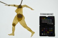 皮影戲簽桿立身偶-妖婦或妖怪（偶身）藏品圖，第1張