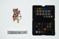 皮影戲偶頭-旦藏品圖，第1張