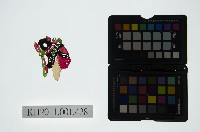 皮影戲偶頭-旦藏品圖，第1張