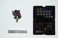 皮影戲偶頭-旦藏品圖，第1張