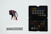 皮影戲偶頭-旦藏品圖，第1張