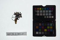 皮影戲偶頭-旦藏品圖，第1張