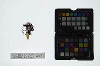 皮影戲偶頭-旦藏品圖，第1張