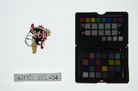 皮影戲偶頭-旦藏品圖，第1張