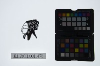 皮影戲偶頭-小旦藏品圖，第1張