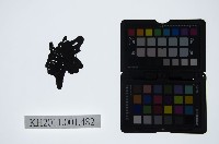 皮影戲偶頭-武旦藏品圖，第1張