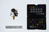 皮影戲偶頭-中年旦藏品圖，第1張