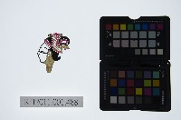 皮影戲偶頭-中年旦藏品圖，第1張