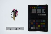 皮影戲偶頭-中年旦藏品圖，第1張