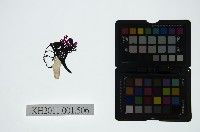 皮影戲偶頭-小旦藏品圖，第1張